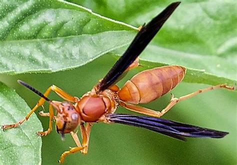 Polistes carolina